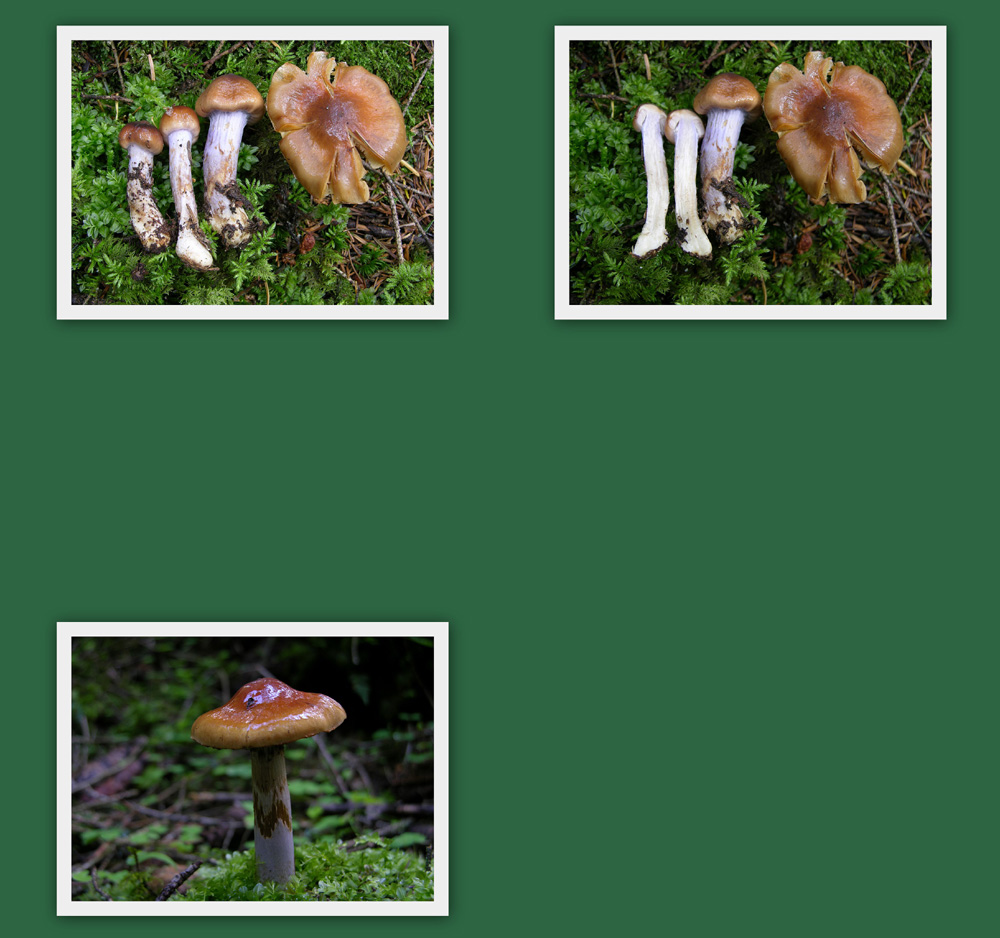 Ritrovamenti 29 luglio.